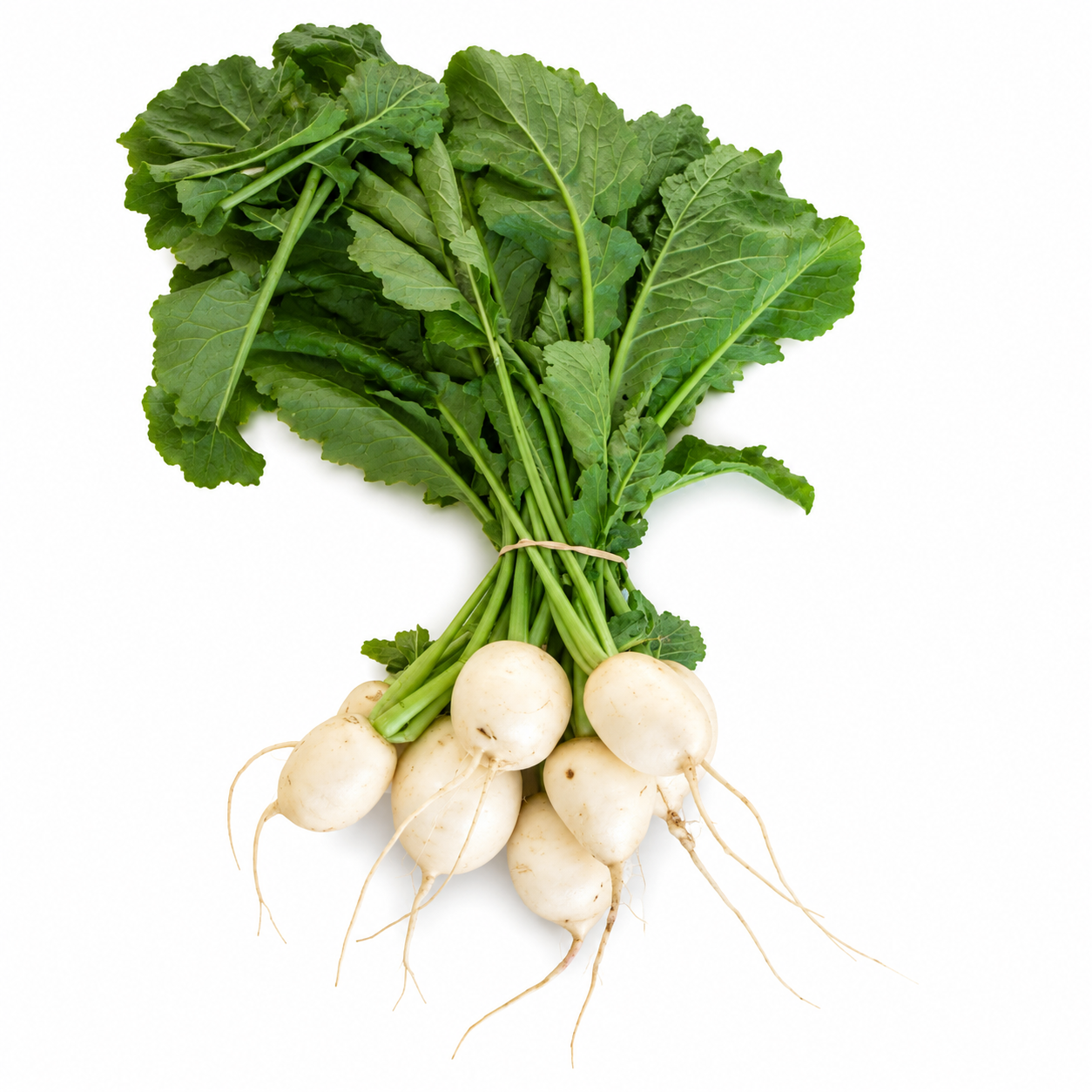 Two Dog Farm / Lg Local Hakurei Turnips 1lb