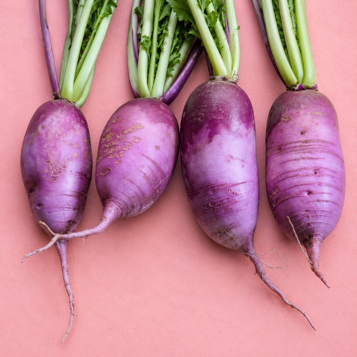 two dog farms / purple daikon radish 1lb (ms)