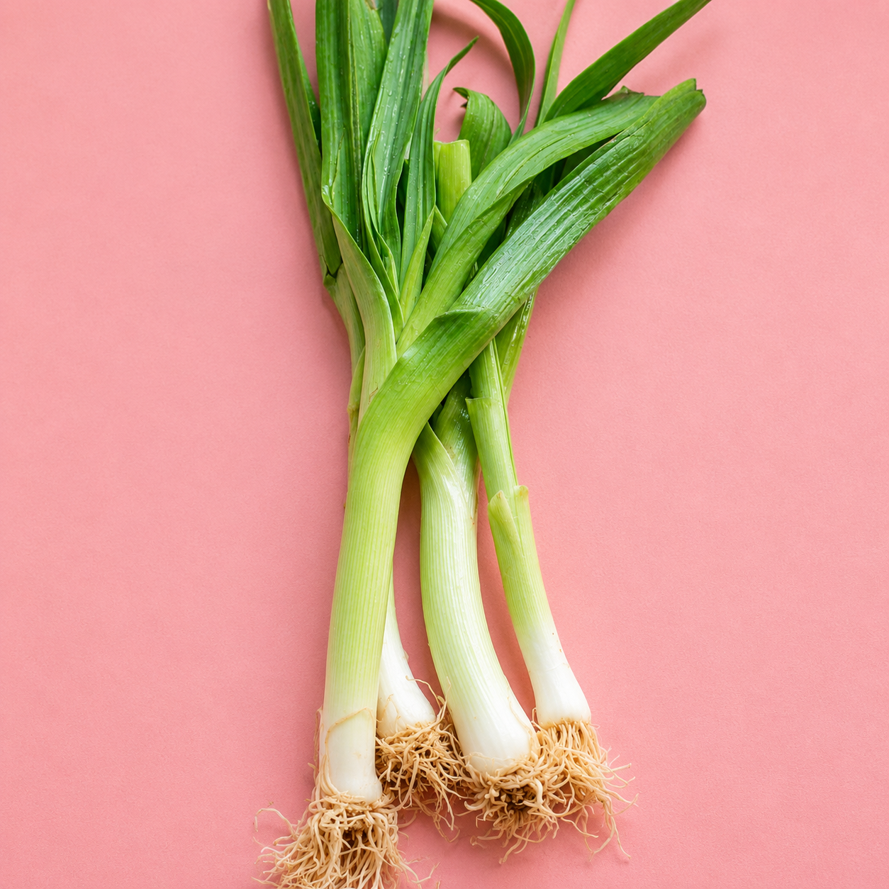 two dog farms / leeks 1lb (ms)