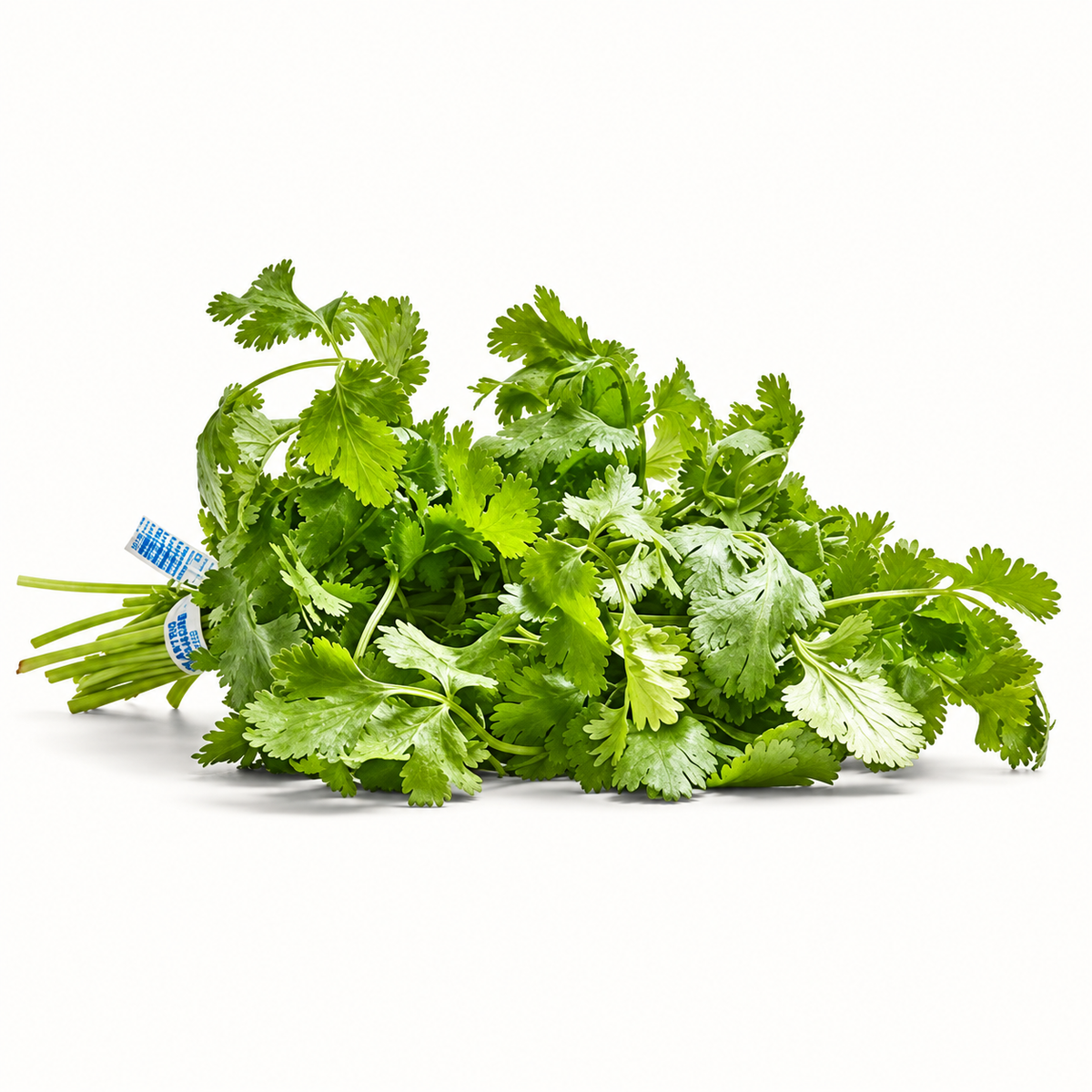 organic cilantro 1 bunch