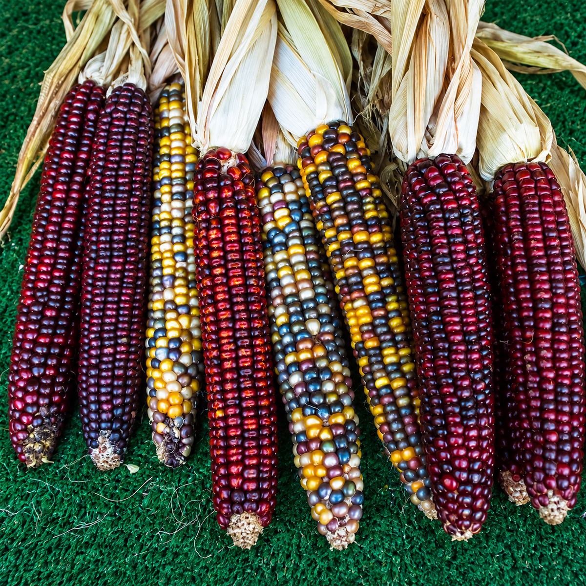 amish produce market / indian corn (tn)