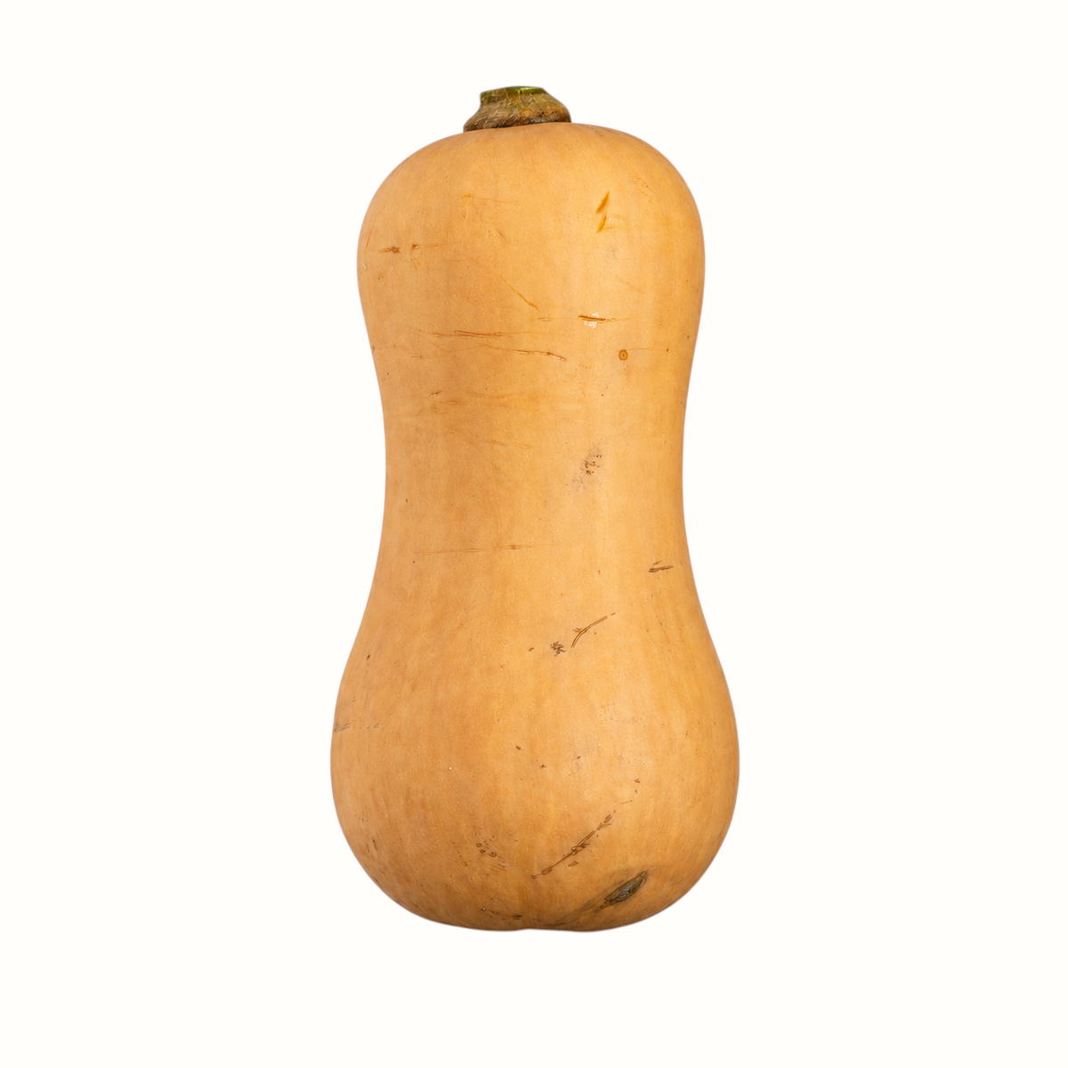 New Soul small butternut squash from Liuzza Farms with smooth tan skin and a classic bell shape on white background