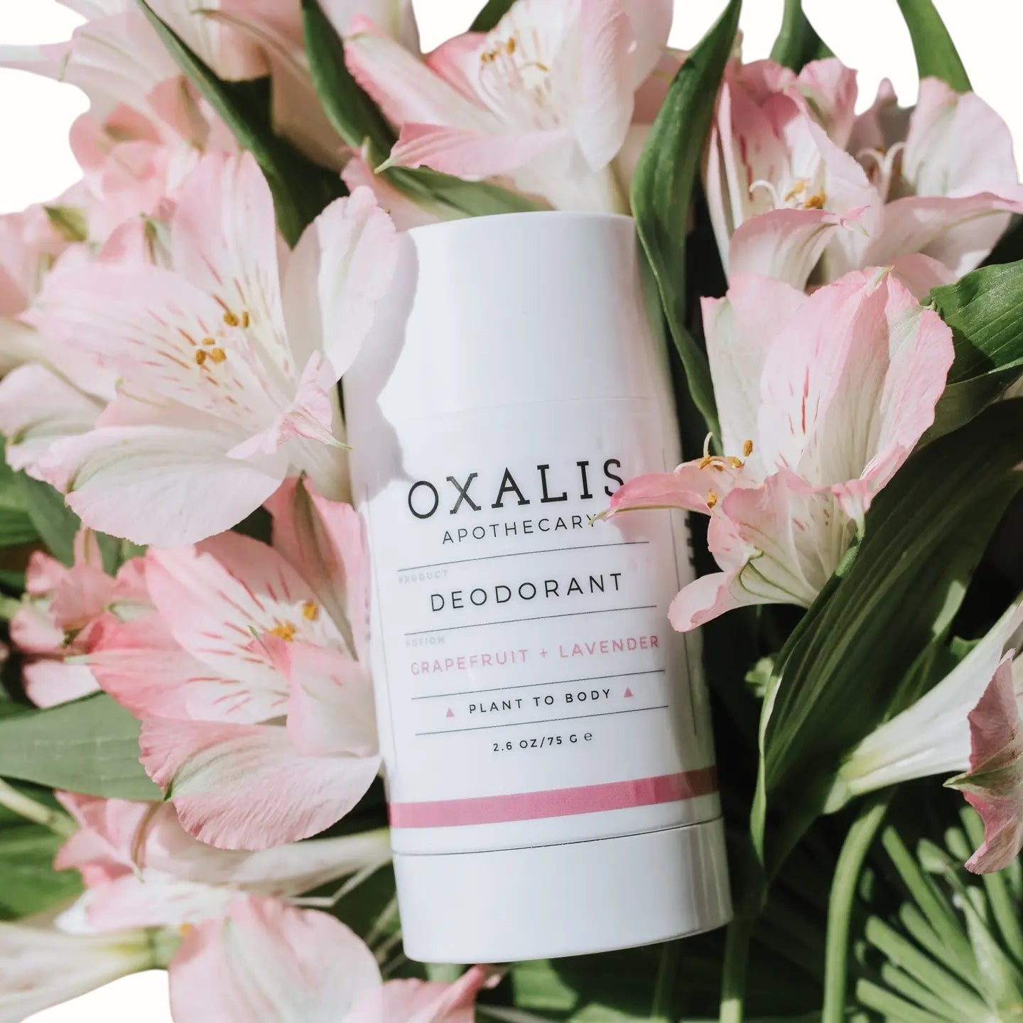 oxalis apothecary / grapefruit + lavender natural deodorant