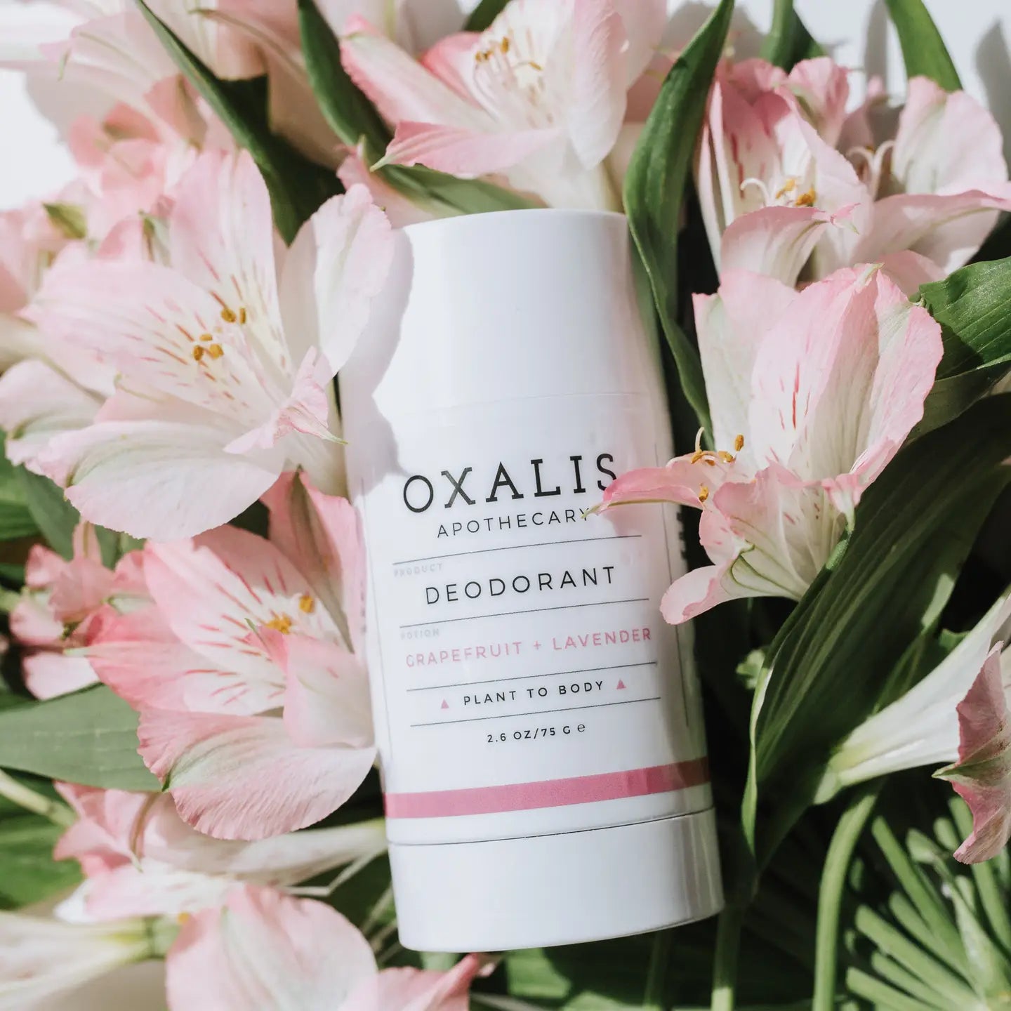Oxalis Apothecary / Grapefruit + Lavender Natural Deodorant