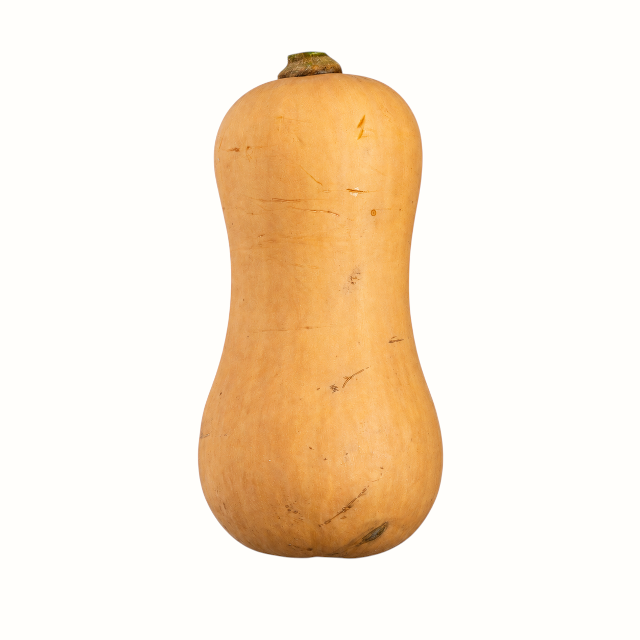 New Soul small butternut squash from Liuzza Farms with smooth tan skin and a classic bell shape on white background