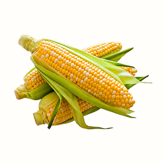 New Soul fresh bi-color sweet corn ears with green husks, harvested from Tennessee Amish farms.
